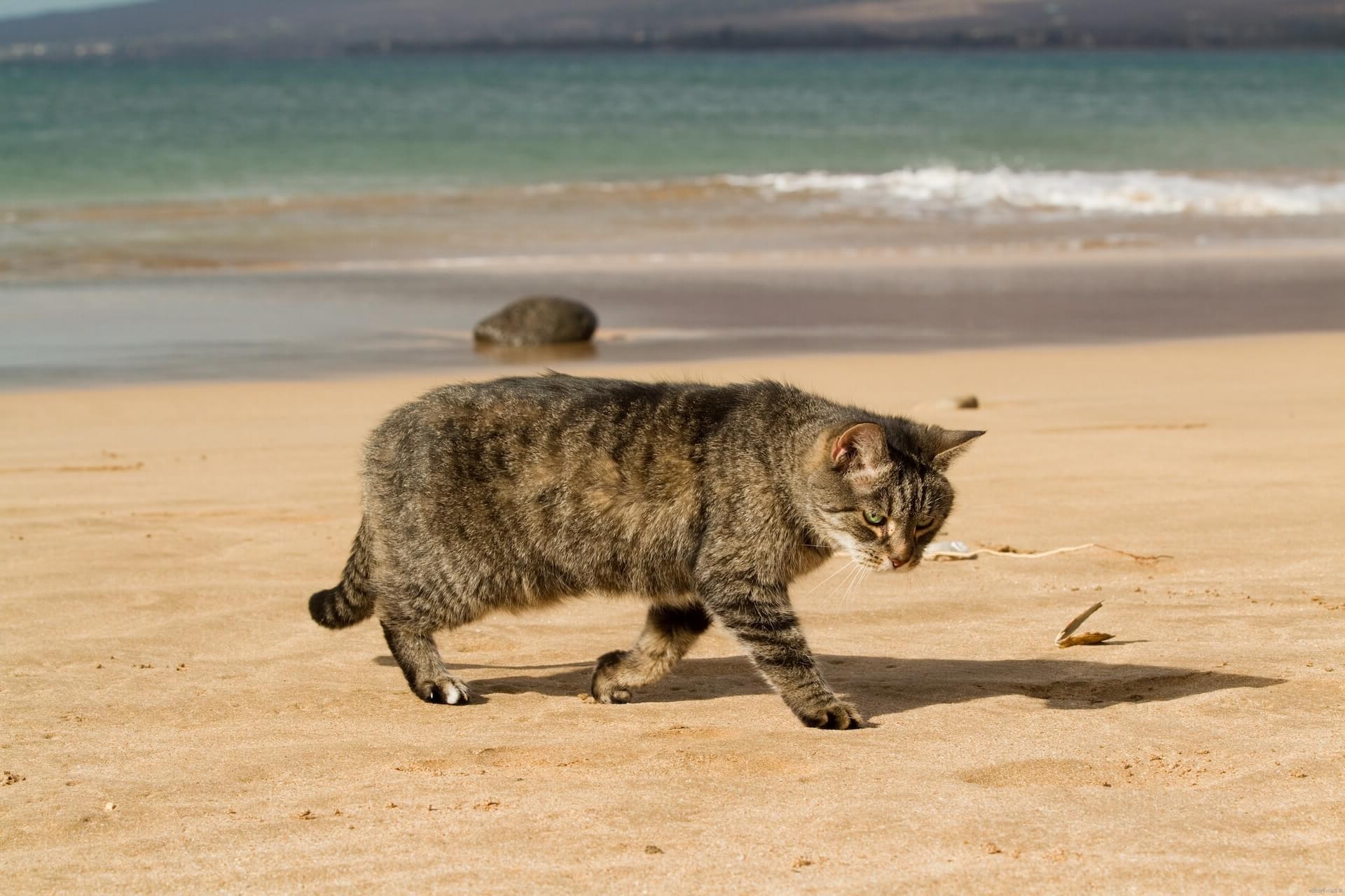 Maui Cat Veterinarian Slider Mobile