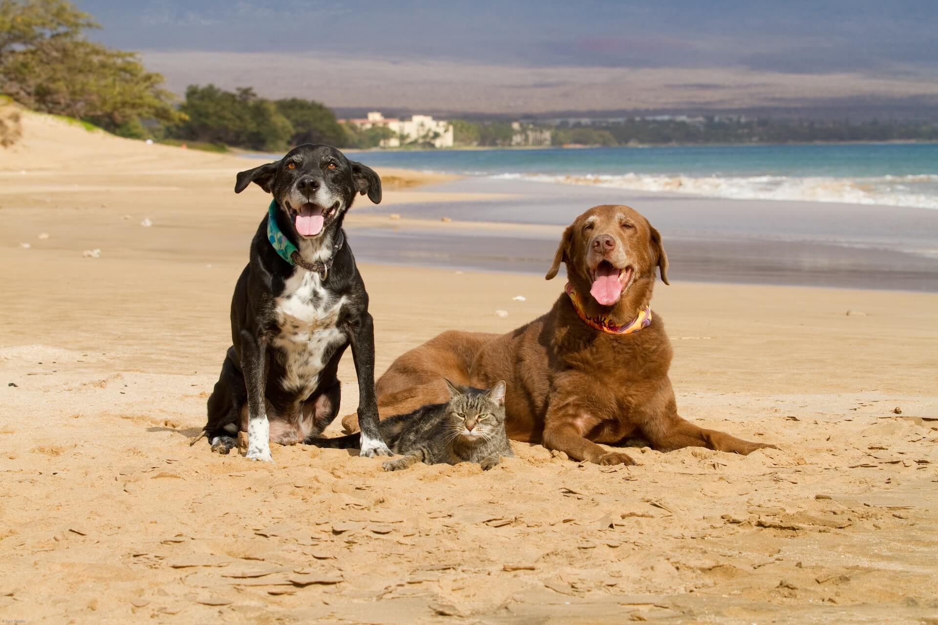 Maui Veterinarian Slider Mobile