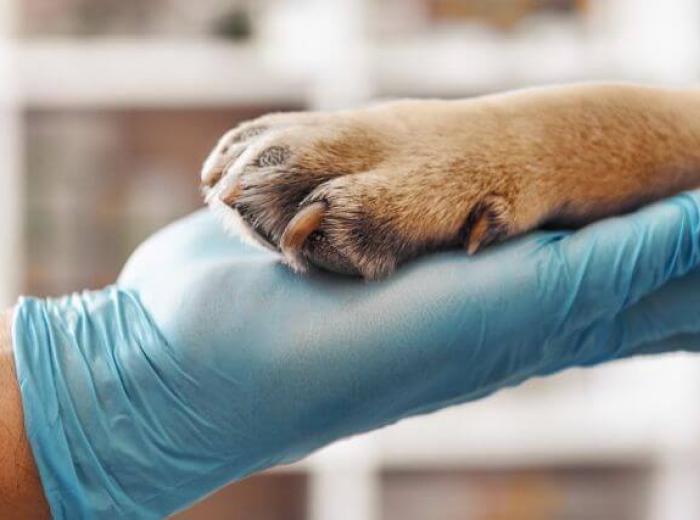 Maximizing Canine Health: The Importance of Lab Work Through Your Dog's Life