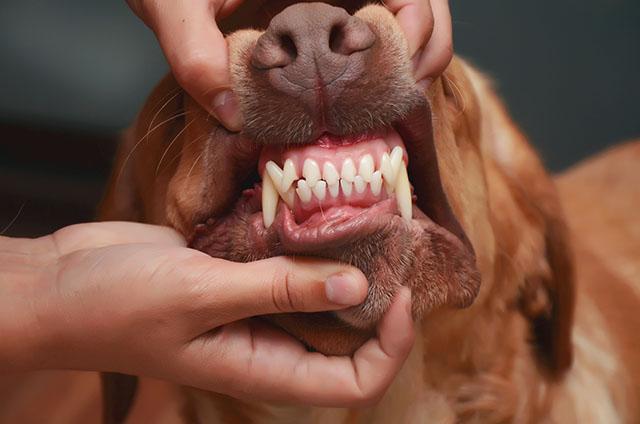 Dental Services