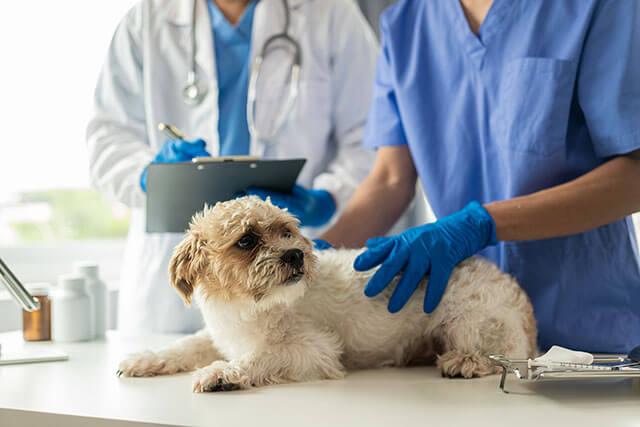 Preventative Care