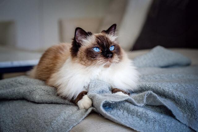 Veterinary Services For Cats