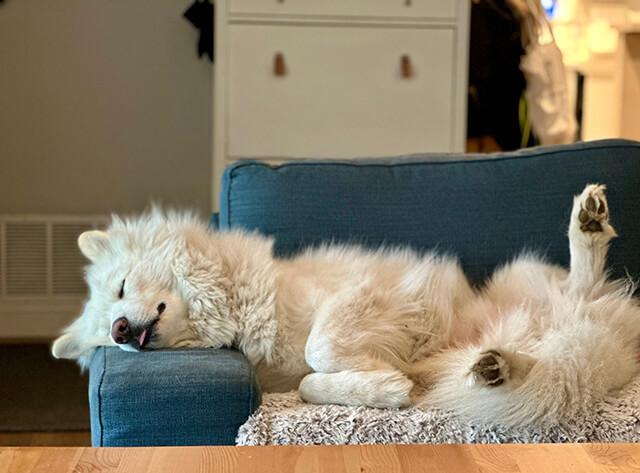 Veterinary Services For Dogs