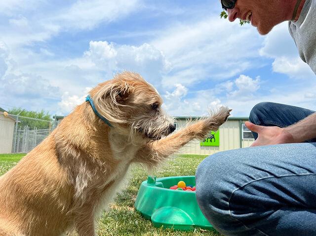 Pet Boarding