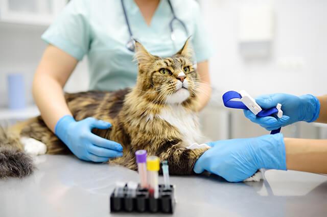 In-House Diagnostics