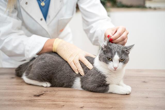 Preventative Care