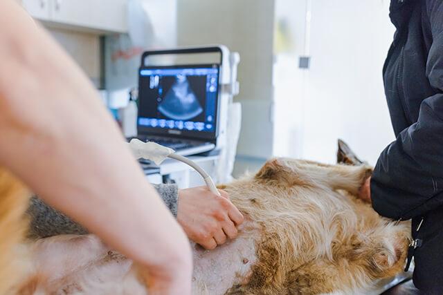 Ultrasounds